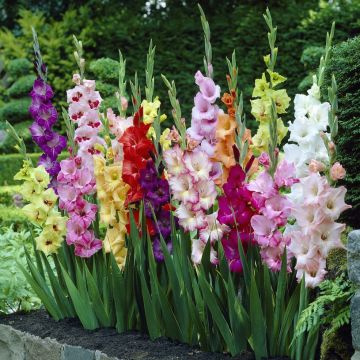 Gladiolus Butterfly Mixed - Pack of 7