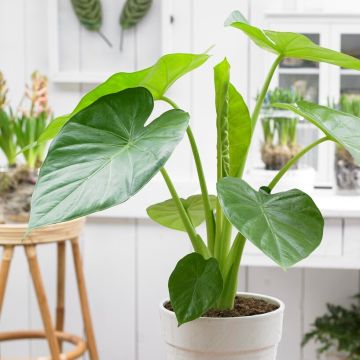 Alocasia Macrorrhiza - Giant Taro