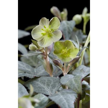 Helleborus sternii Silver Dollar