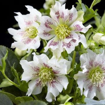 Helleborus x orientalis 'Hello Pearl' - Oriental Hellebore in Bud & Bloom