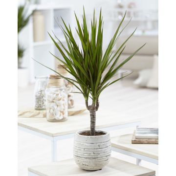 Dracaena marginata  - Dragon Tree