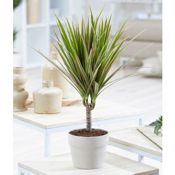 Dracaena marginata Bicolor - 120cm Dragon Tree