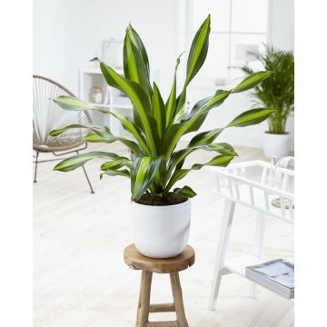 Dracaena Burley - Circa 90cms