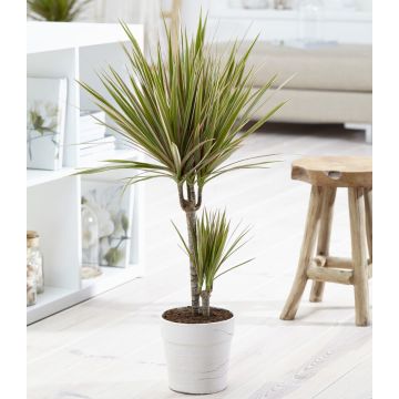 Dracaena marginata Bicolor - 80-100cm Dragon Tree