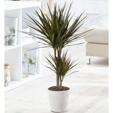 Dracaena marginata Magenta - 80-100cm Dragon Tree