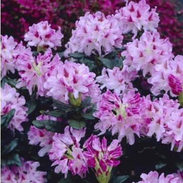 Rhododendron 'Cosmopolitan'