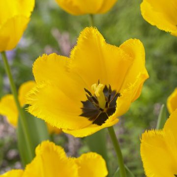 Tulip Crystal Star - Pack of 6