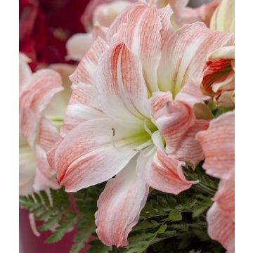 Amaryllis - Giant Amadeus - Hippeastrum Bulb