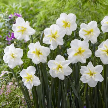 Narcissus Lemon Beauty - Pack of 10 Bulbs