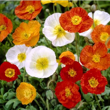 Papaver 'Pulcinella' Mixed 