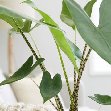 Alocasia Zebrina - Elephant Ear - EXTRA LARGE - circa 120cm