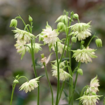 Aquilegia White Barlow - Granny's Bonnet, Columbine