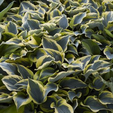 Hosta First Frost