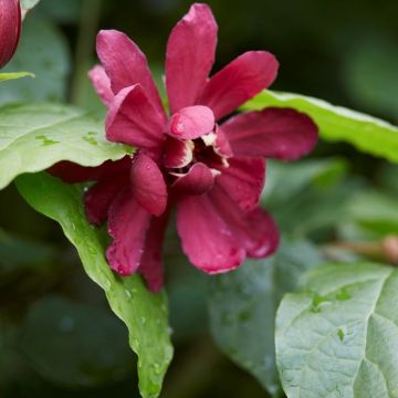 Calycanthus Hartlage Wine - Carolina allspice