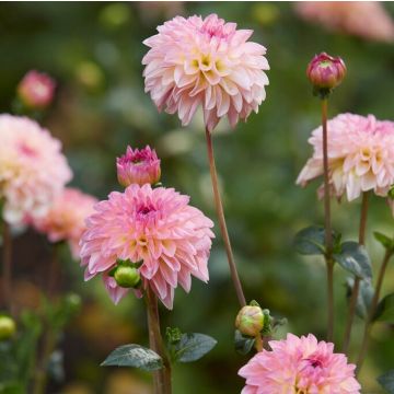 Dahlia Esli - Pack of THREE