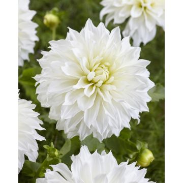 Dahlia Fleurel - Pack of THREE