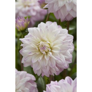 Dahlia Who Me?