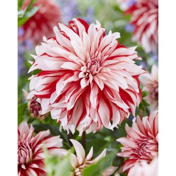 Dahlia Santa Claus