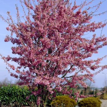 Prunus Okame - Cherry Blossom