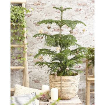 SPECIAL DEAL - Araucaria heterophylla - Norfolk Island pine