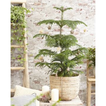 Araucaria heterophylla - Norfolk Island Pine - Indoor Plant
