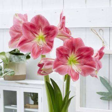 Amaryllis Candy Cream -  Hippeastrum Bulb