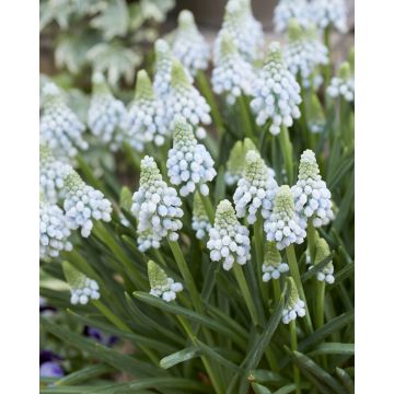 Muscari Manon