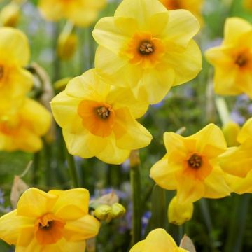 Narcissus - Daffodil Little Field - Pack of 10 Bulbs