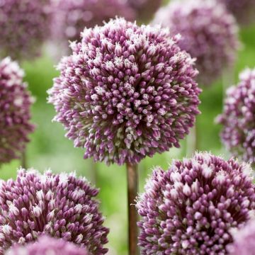 Allium Summer Drummer - Pack of 15 Bulbs