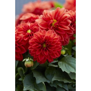 Dahlia Dahlietta 'Anna' - Dwarf Red Dahlia