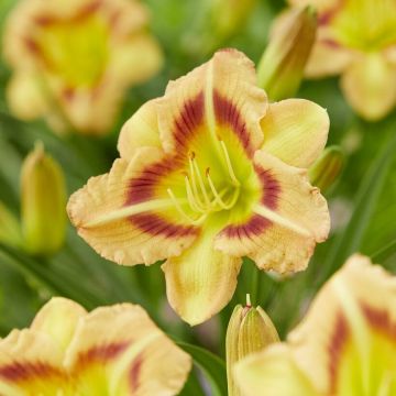 Hemerocallis London Eye