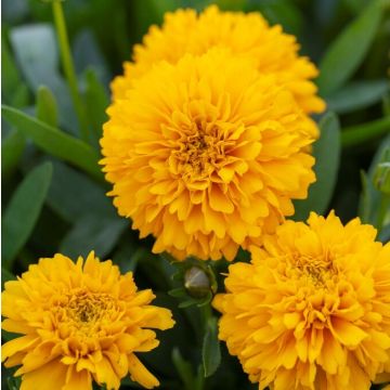 SPECIAL DEAL - Coreopsis Golden Sphere