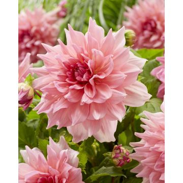 Dahlia Otto's Thrill - Pack of THREE