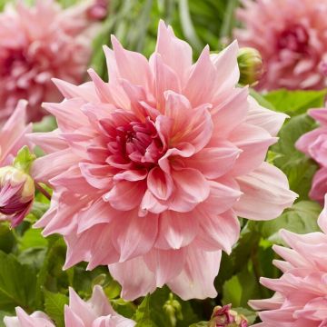 Dahlia Otto's Thrill