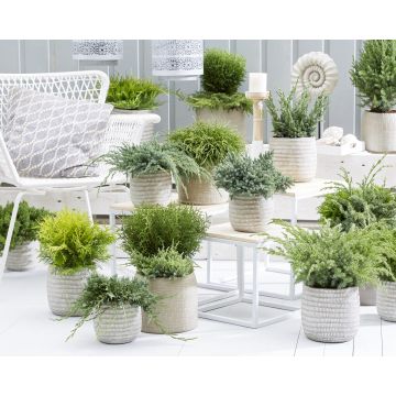 Trendy Textures - Patio Conifer Collection - Pack of FIVE Different Plants
