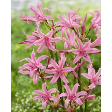 Nerine bowdenii 'Amandi' - Guernsey Lily - In Bud & Bloom