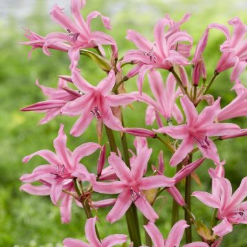 Nerine bowdenii 'Amandi' - Guernsey Lily
