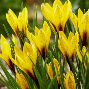 Crocus korolkowii - Golden Yellow Species Crocus - Pack of 12