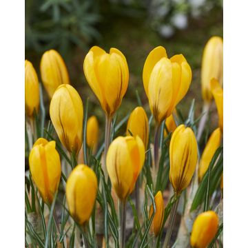 Crocus Flavus Yellow - Pack of 40 Bulbs