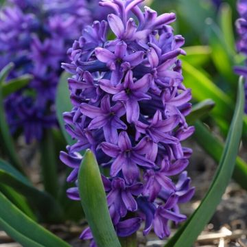 Hyacinth Peter Stuyvesant - Pack of 5 Bulbs
