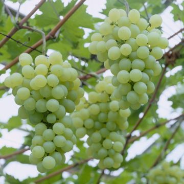 Vitis Golden Champion - White Grape