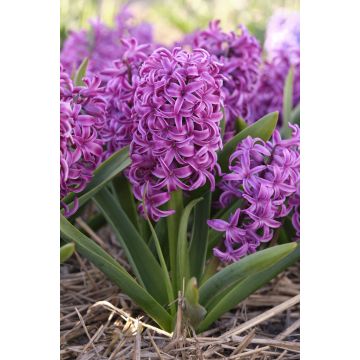 Purple Hyacinths in Bud and Bloom