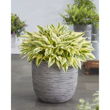 Hosta 'Bobcat'