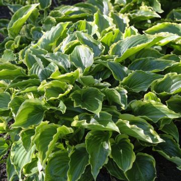 Hosta 'Sugar and Spice' Hosta 'Sugar and Spice'