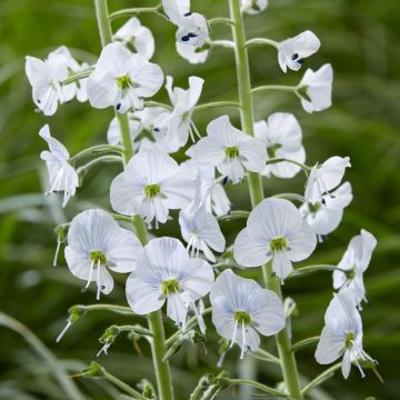 Veronica gentianoides 'Tissington White'