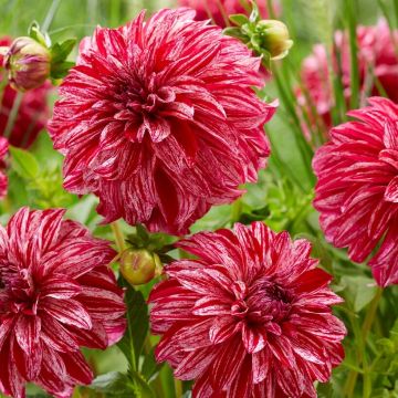 Dahlia Sweet Nicole - Pack of THREE