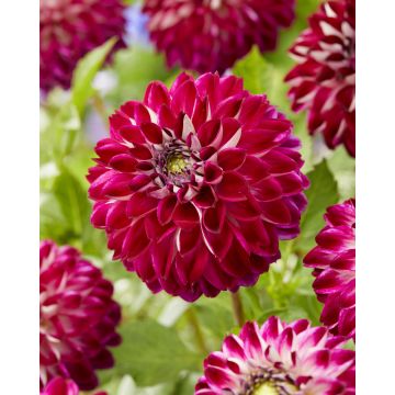 Dahlia Embassy