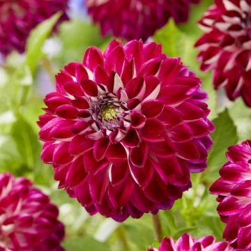 Dahlia Embassy
