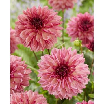 Dahlia Bacardi - Pack of THREE