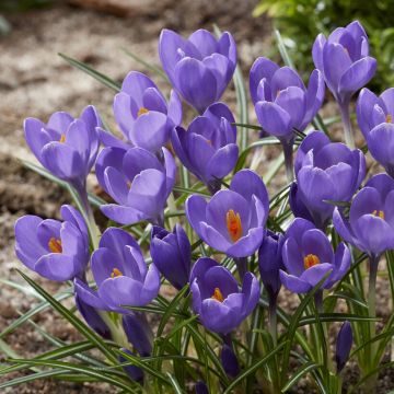 Crocus Aqua - Pack of 12 Bulbs